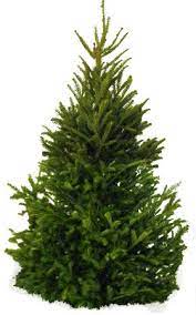 Fir Tree Png Images Free Download Picture Plant Texture Plants Trees To Plant