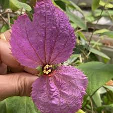 Image result for Dalechampia capensis