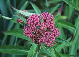 Image result for Asclepias graminifolia