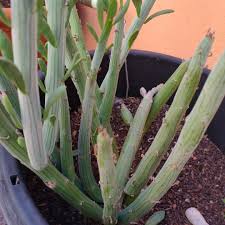 Image result for Kleinia