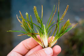 Image result for Eleusine