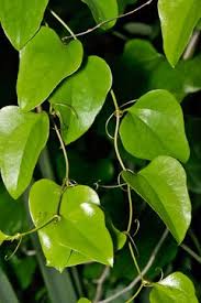 Image result for Smilacaceae