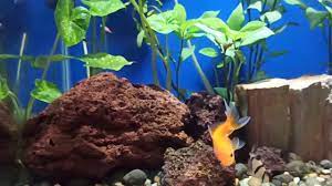 Aquarium khusus ikan ( fish only tank) di pik memiliki ukuran 400x100x100cm. Aquascape Aquarium Tanaman Bebas Perawatan Youtube