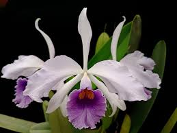 Image result for Rhipidoglossum globulosocalcaratum