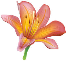 Lily Flower Png Clipart Digital Flowers Flower Painting Lily Flower