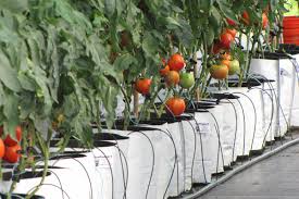 What health benefits are in flavor bomb cherry tomatoes? G G Cover Story Rootmaker The Three Methods Of Root Pruning Garden Greenhouse