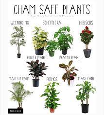 This is one of the only plants lists that is actually tested on chameleons and comes from experiences within the chameleon community. What Plants Are Safe For Chameleons
