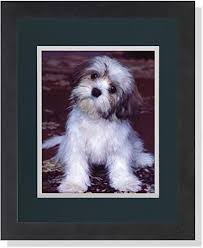 The shih tzu pitbull mix is likely to be a confident and outgoing member of the family. Amazon Com Shih Tzu Puppy Dog Fluffy The Puppy Photo Wall Picture G W Matted Framed Art Print Posters Prints