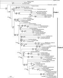 Image result for Urochloa platynota