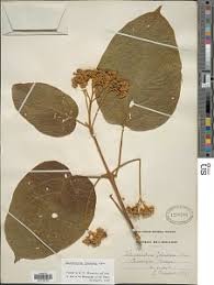 Image result for Clerodendrum tricholobum