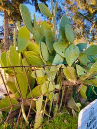 Image result for Opuntia