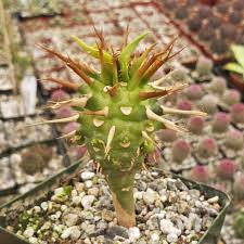 Image result for Euphorbia davyi