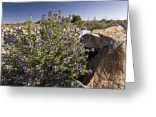 Image result for Jamesbrittenia micrantha