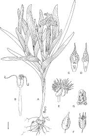 Image result for Ferraria glutinosa