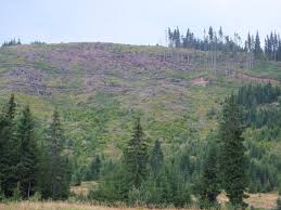 Conversia între unităţile (m³ → l ) sau a se vedea tabelul de conversie. Cat CostÄ Lemnul Din PÄdurile Romaniei Romsilva A FÄcut PreÅ£urile Pentru 2018 Silvanews