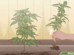 Ducksfoot strain) and 13 points, while there are also a number of wild leaf variations found in nature that widely differ from what cannabis. How To Identify Female And Male Marijuana Plants 9 Steps