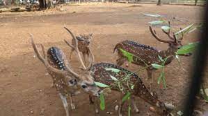 Sebutkan jenis satwa harapan dan fungsinya. Rusa Satwa Harapan Dengan Potensi Ekonomi Menjanjikan Klik Hijau