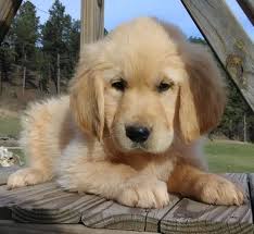 Please be aware that the demand is much higher than the supply of dogs. Golden Retriever Puppy For Sale