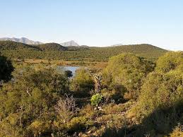 Image result for Leucas capensis