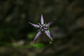 Image result for Swertia