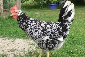 Maybe you would like to learn more about one of these? 10 Jenis Ayam Petelur Yang Paling Bagus Dan Terpopuler