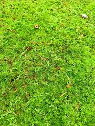 This is ball moss removal front yard (sideview1) by robert elwood on vimeo, the home for high quality videos and the people who love them. How To Grow Moss In Your Yard