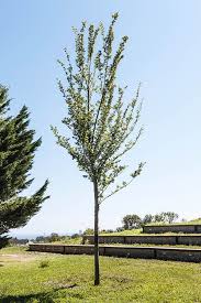 Pre bonsai birke yamadori baum höhe 65 cm. Am Himmel