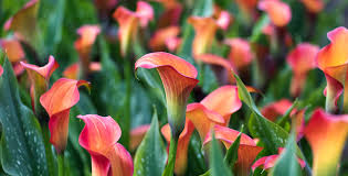 Image result for Zantedeschia