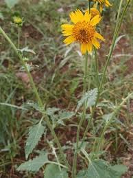 Image result for Verbesina encelioides