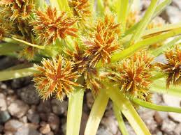 Image result for Cyperus squarrosus