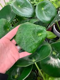 The peperomia magnoliifolia leaves with leaf spot symptoms were collected from an. What Is This On These Peperomia Leaves Plantclinic