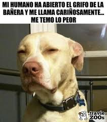 Perros Graciosos Http Enviarpostales Es Perros Graciosos 52 Perros Animales Workplace Memes Funny Pictures Memes