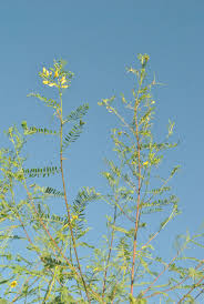 Image result for Sesbania bispinosa