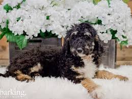 This is peggie sue!, she is a f1 standard bernedoodle her parents are akc registered (parti poodle & bernese mountain dog) mom. Mini Bernedoodle Dog Male Tri Color 2278310 The Barking Boutique