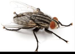 Insectes En Hiver Mouche Et Hiver Ou Sont Les Mouches En Hiver