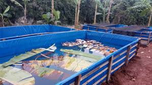 Bisnis Budidaya Ikan Lele Di Kolam Terpal Komunitas Bukalapak