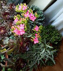 Image result for Kalanchoe laciniata