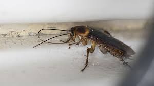 It helps to reduce impurities in the water, improving its taste and smell. Cockroaches The Insect We Re Programmed To Fear Bbc Future