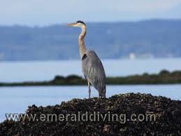 Forages in small, vegetated wetlands and look for plants under the water. Marine Bird Index