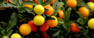 • la pomme reine des reinettes possède des fruits jaunes lavés de rouge, à chair fine, croquante, juteuse, sucrée et parfumée, en septembre. Pommier D Amour Un Arbuste Colore Jardiniers Professionnels