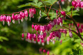 Online nursery and garden holidays. Garden Nursery In Bedford Garden Nursery In Milton Keynes