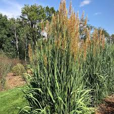 Image result for Sorghastrum