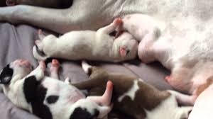 Cachorros Pitbull 3 Dias De Nacidos Youtube