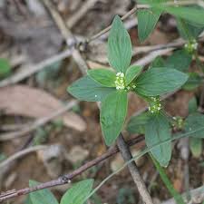 Image result for Mitracarpus