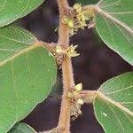 Image result for Bridelia ferruginea