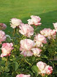 Rose, Seraphim, バラ, セラフィム, | Hybrid tea roses, Planting roses, Rose trees