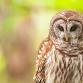 Swan Harbor Owl Prowl event image
