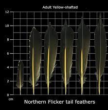 Check spelling or type a new query. The Feather Atlas Feather Identification And Scans U S Fish And Wildlife Service Forensics Laboratory