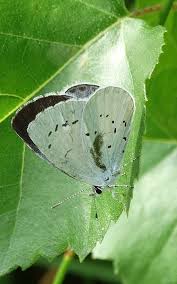 Image result for Celastrina argiolus
