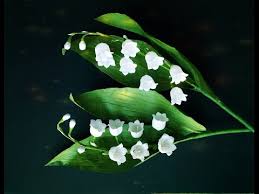 Livraison de muguet par un fleuriste 123fleurs partout en france commandez dès aujourd'hui, votre bouquet dans la rome antique, il était de coutume de célébrer la nouvelle saison en offrant des brins de muguet vers la fin du mois d'avril et au début du mois de mai. Brin De Muguet Crepon Tutoriel Gratuit Diy Tutolibre
